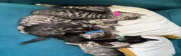 Mixed Breed cats for sale: Beautiful kittens in Strathdon - Advert 16