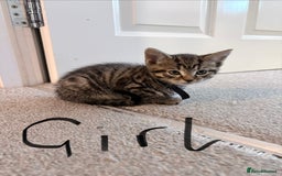 Mixed Breed cats for sale: Bengal/Maine Coon X Kittens - Image 6