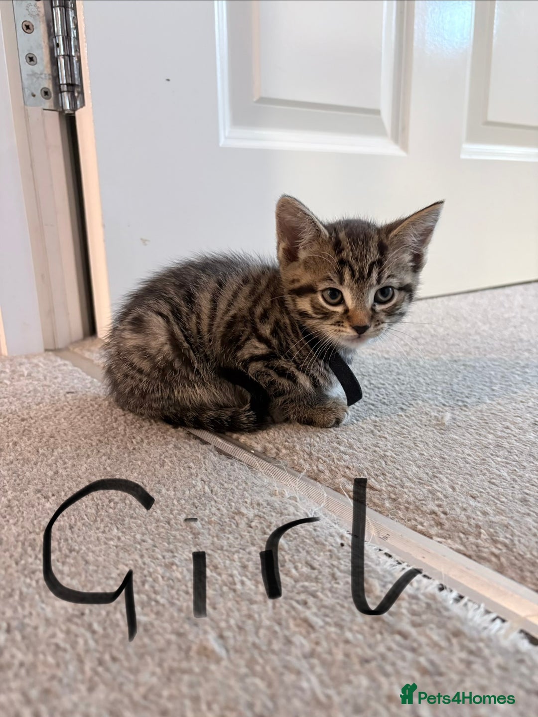 Mixed Breed cats for sale: Bengal/Maine Coon X Kittens - Image 6