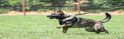 German Shepherd dogs for sale: Top working line KC GSD pups  - Advert 5