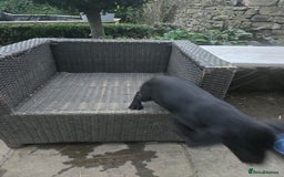 Labrador Retriever dogs for sale: 2 Amazing Black Labrador Girls - Image 9