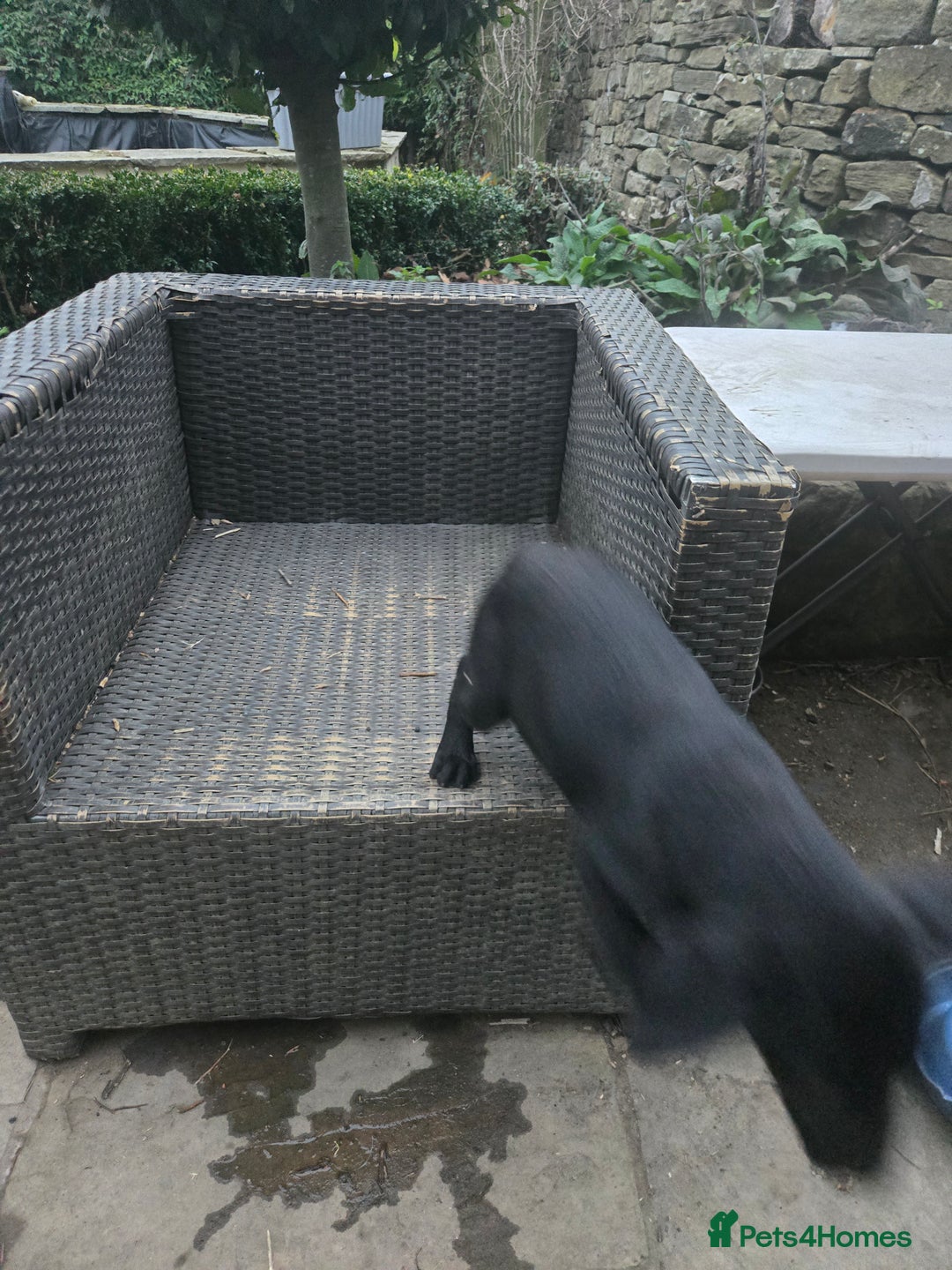 Labrador Retriever dogs for sale: 2 Amazing Black Labrador Girls - Image 9