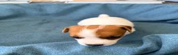 Jack Russell dogs for sale: Beautiful Jack Russell pups, petite, smooth coat.  - Advert 32