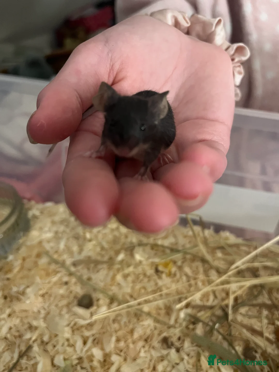 Mouse rodents for sale: Beautiful baby mice mixed sex  - Advert 8