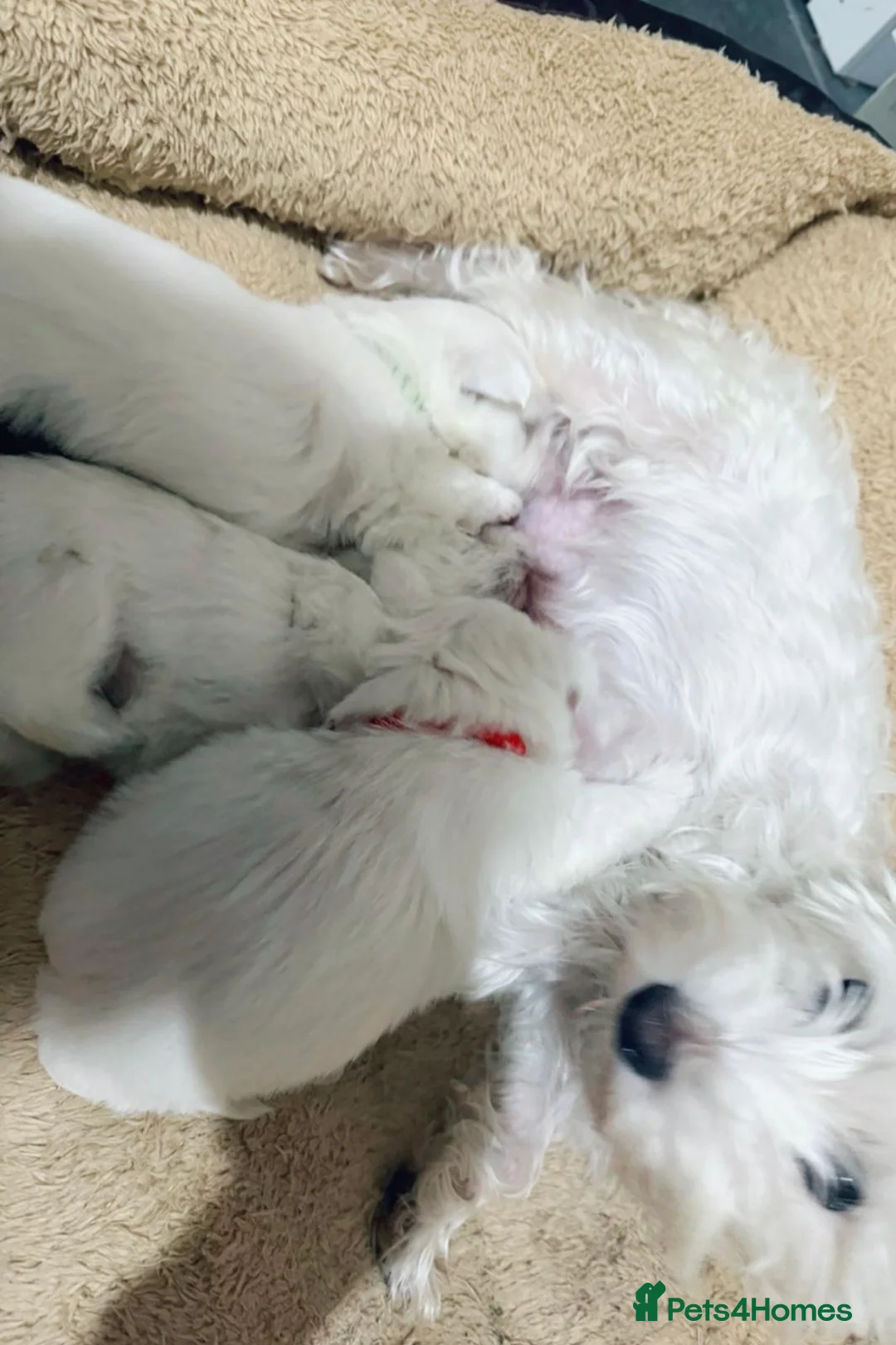 West Highland Terrier dogs for sale: puppy in Bradford - Advert 6