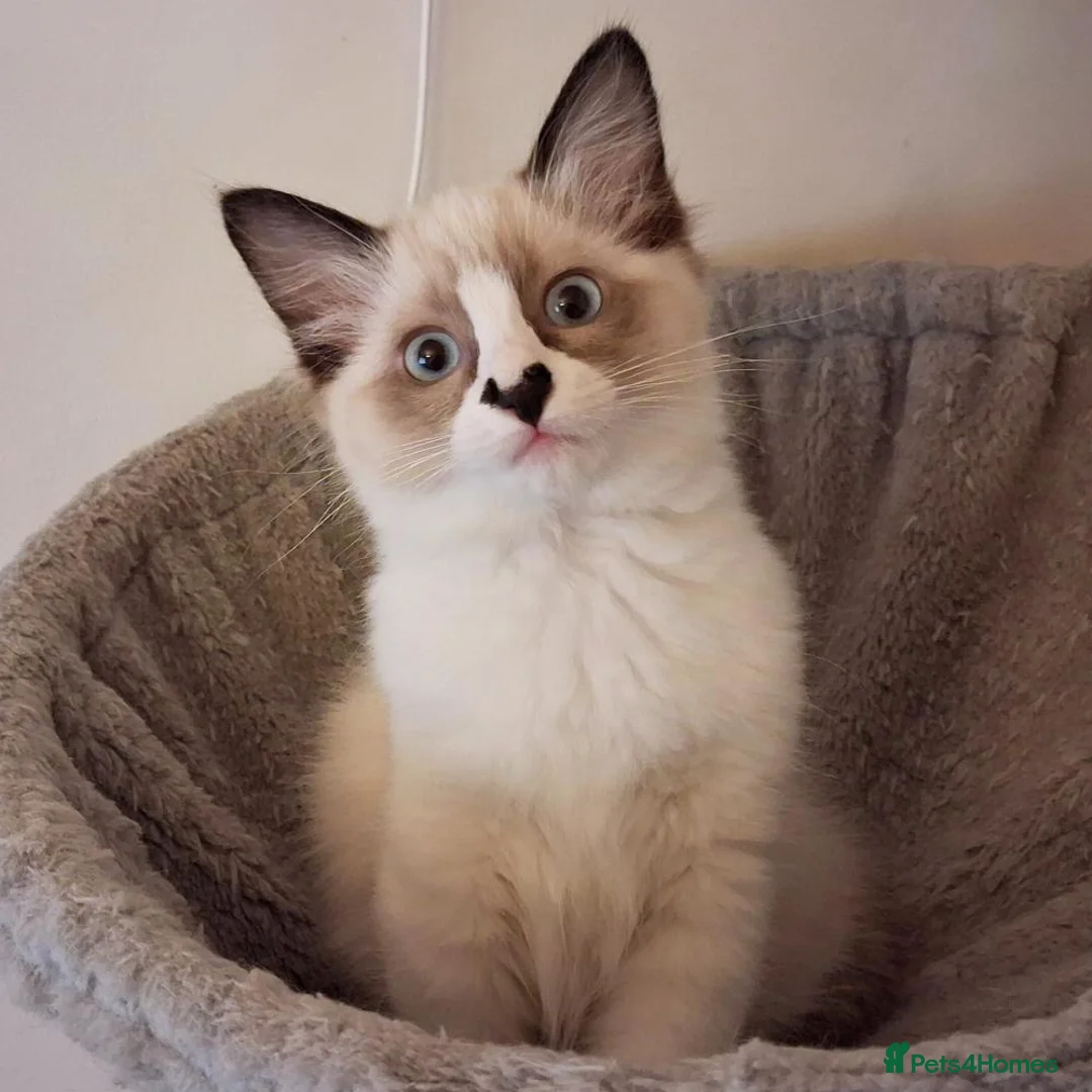 Ragdoll cats for sale: Pure bred Female Ragdoll Kittens Bi-Colour  - Advert 2