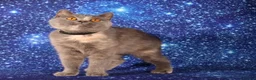British Shorthair cats for sale: Retired British Shorthaired females available  - Advert 7