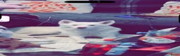 Siberian Husky dogs for sale: Handsome Husky for sale  in Telford - Advert 1