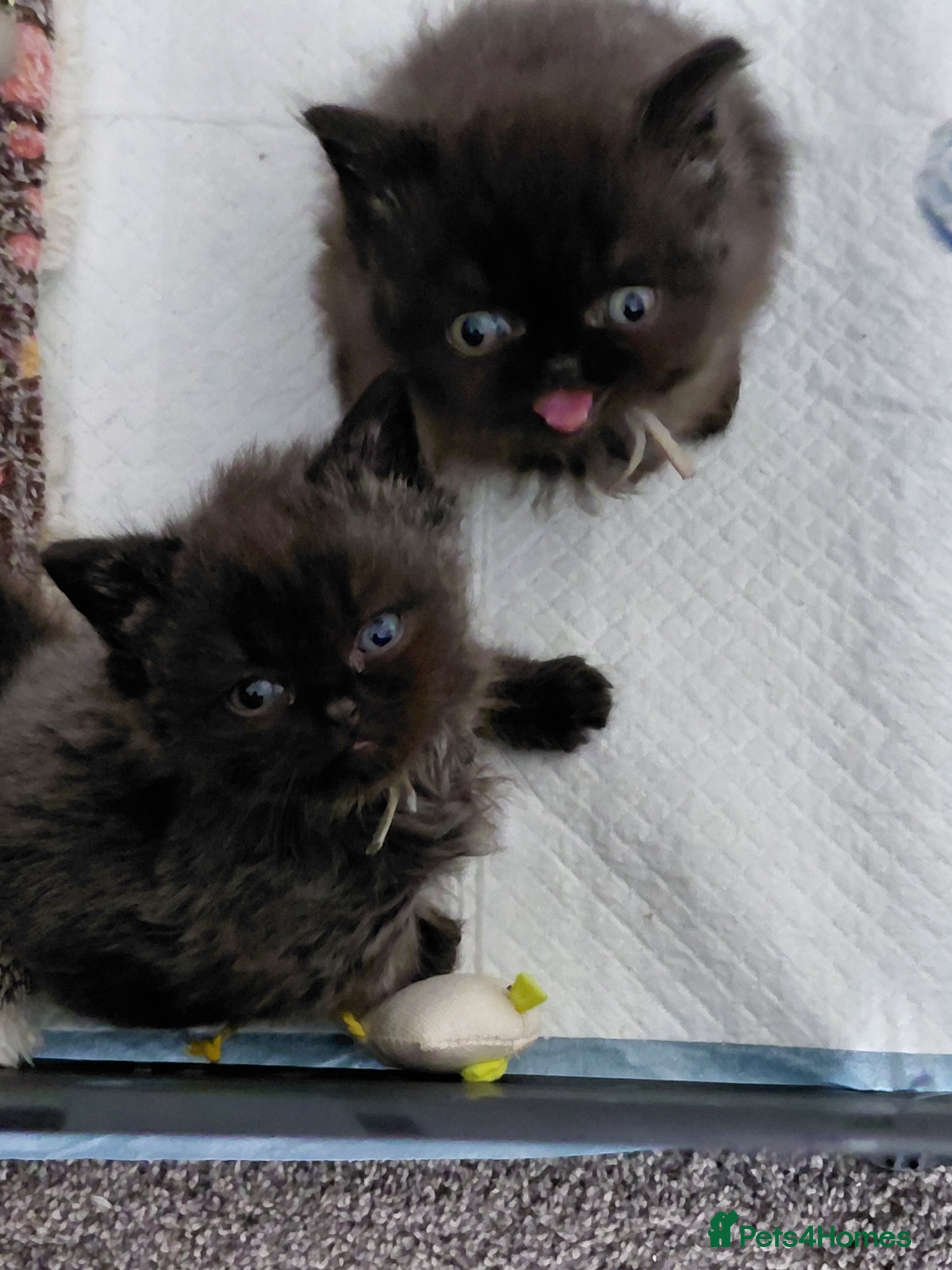 British Longhair cats for sale: 2 longhair 1 short chocolate boys  - Advert 6