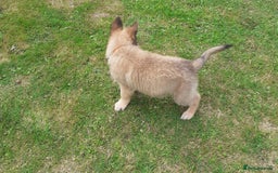 German Shepherd dogs for sale: Straight back gsd puppies  - Image 23