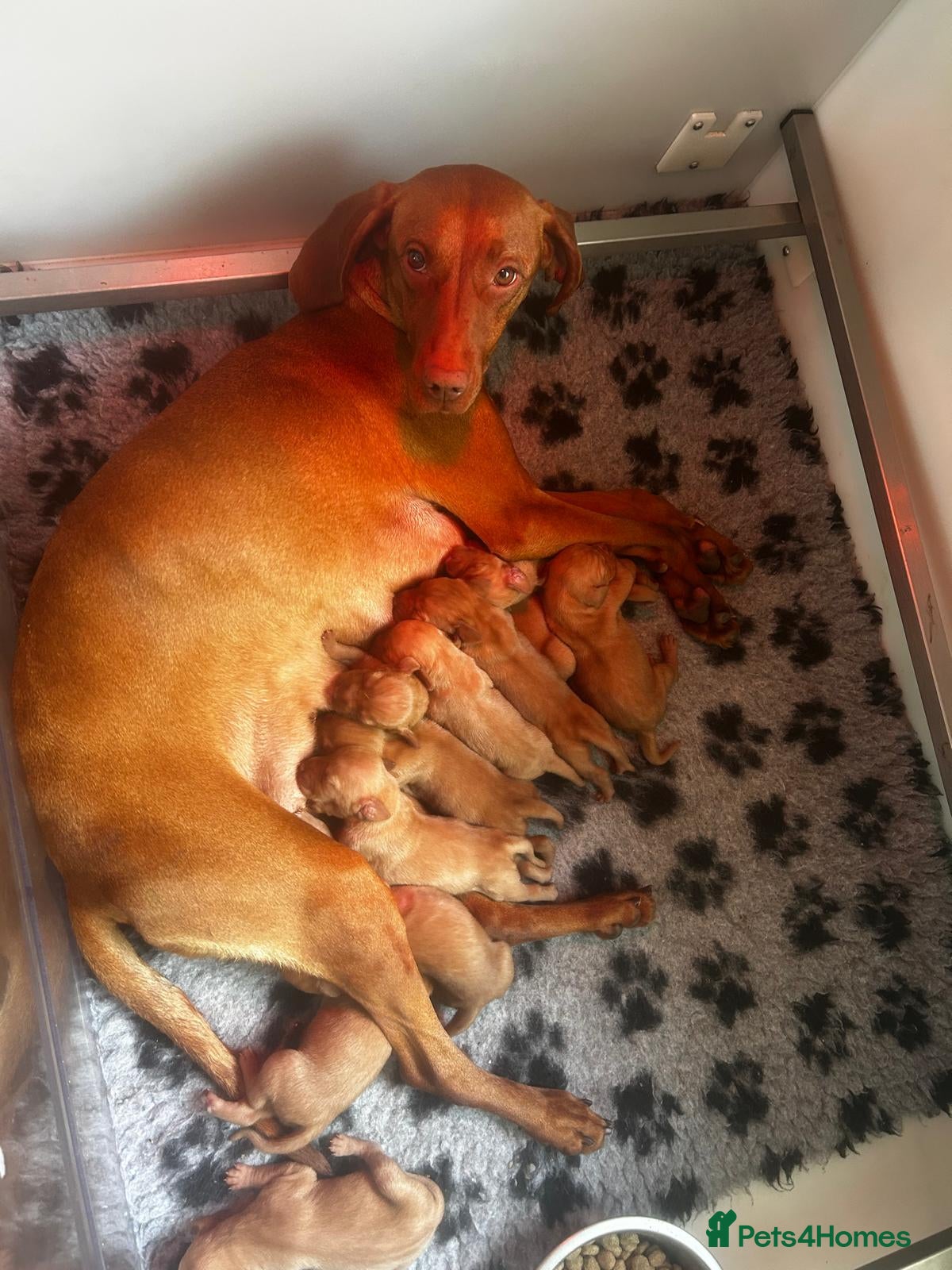 Hungarian Vizsla dogs Ready to leave KC Hungarian Vizsla Puppies  - Advert 2