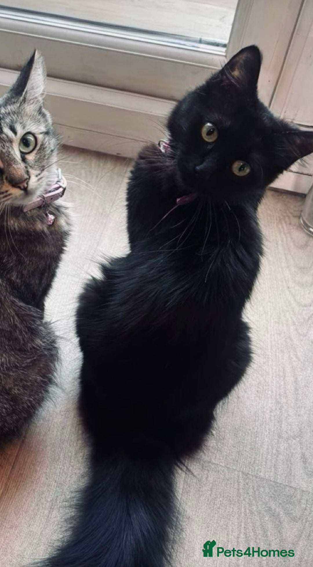 Mixed Breed cats for sale: Mixed breed kitten. Part Ragdoll - Advert 1