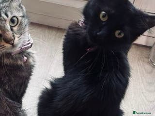 Mixed Breed cats Mixed breed kitten. Part Ragdoll - Advert 1