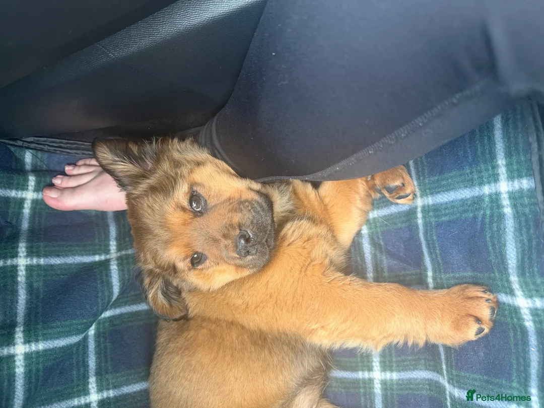 Mixed Breed dogs for sale: Beautiful 8 month old puppy  - Advert 5