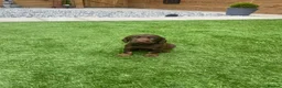 Cocker Spaniel dogs for sale: Working cocker spaniel pups  in Stockton-on-Tees - Advert 10