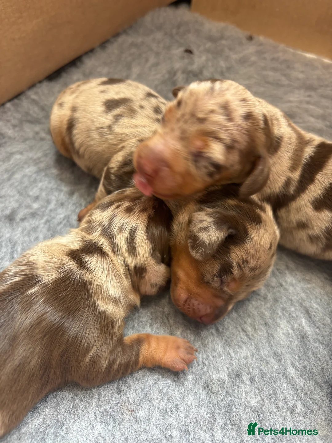 Miniature Dachshund dogs for stud: Proven KCReg Chocolate & Tan Dapple Dachshund Stud - Advert 17