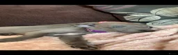 Whippet dogs for sale: Blue Kennel Club Registered Whippet pups - Advert 4