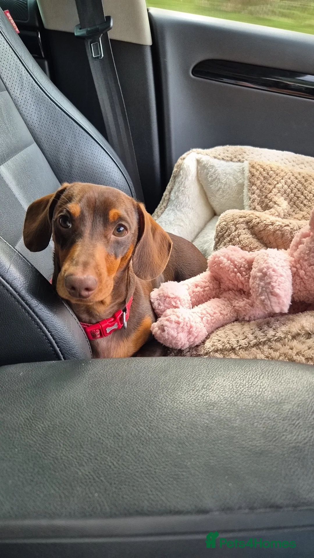 Miniature Dachshund dogs for stud: STUD available  - Advert 13