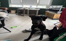 Great Dane dogs for sale: Male Dane - Advert 1