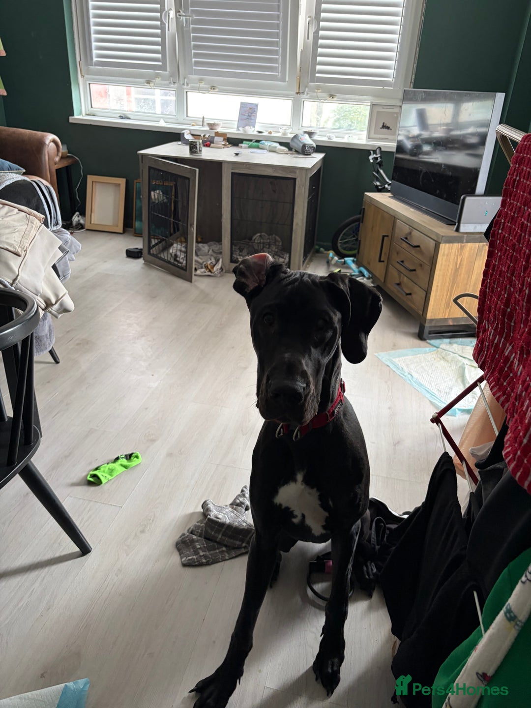 Great Dane dogs for sale: Male Dane - Advert 1