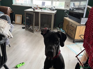 Great Dane dogs Male Dane - Advert 4