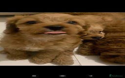 Cavapoo dogs for sale: Cavapoo puppies  - Image 6