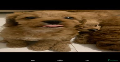 Cavapoo dogs - Advert 5