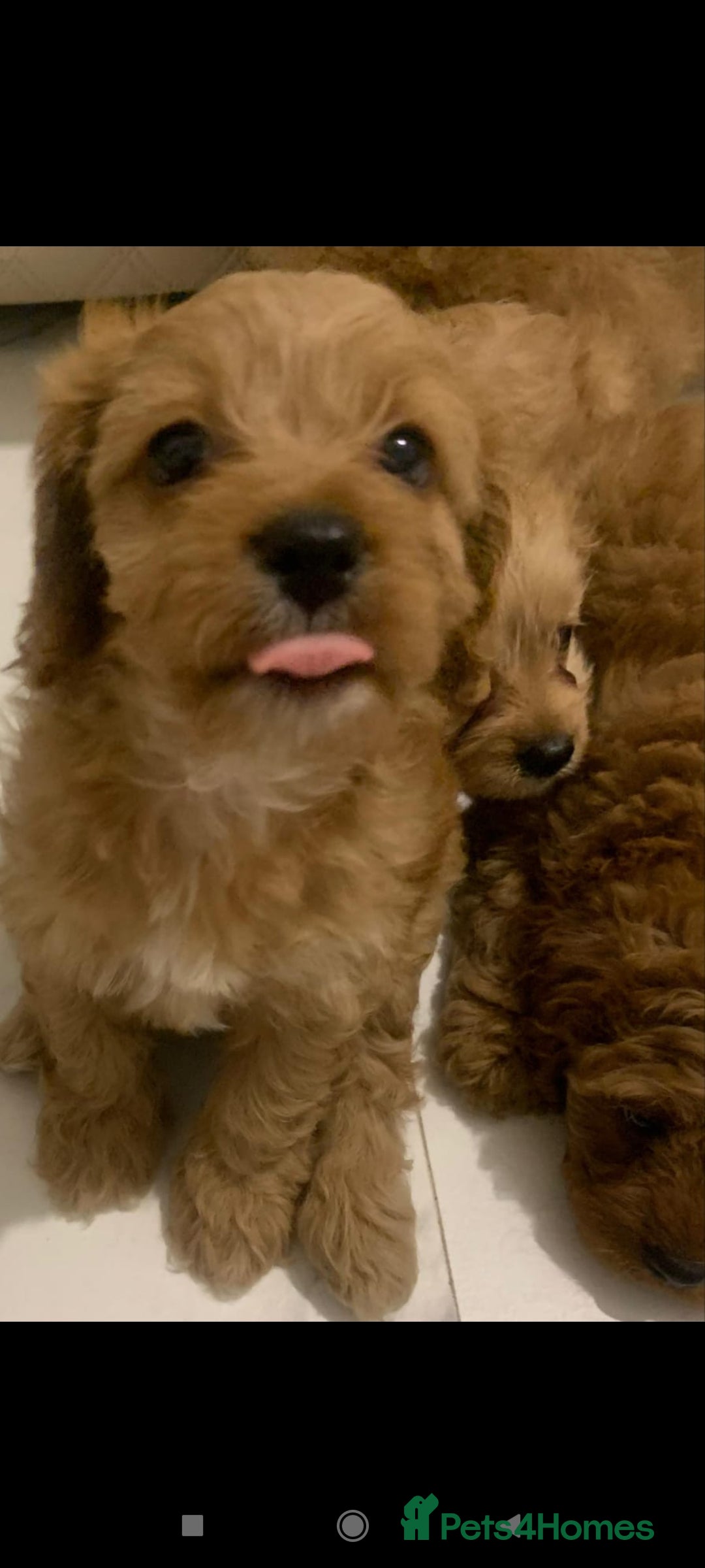 Cavapoo dogs for sale: Cavapoo puppies  - Image 6