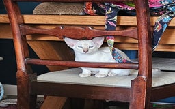 Siamese cats for sale: New lap needed for two GCCF male siamese kittens - Image 11