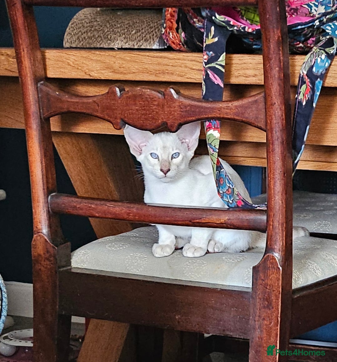 Siamese cats for sale: New lap needed for two GCCF male siamese kittens - Image 11