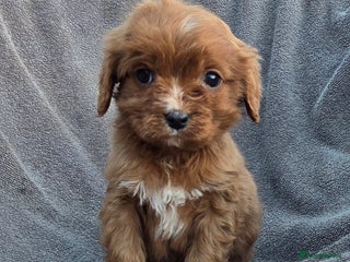 Cavapoo dogs Beautiful cavapoo puppies - Advert 3