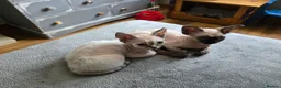 Devon Rex cats for sale: Super loving Devon Rex - Advert 8