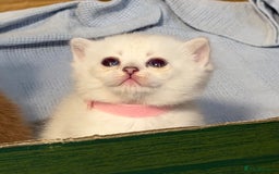 British Shorthair cats for sale: Stunning BSH golden silver kittens TICA - Image 16