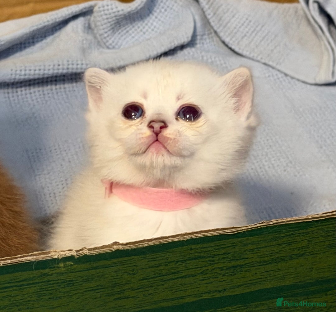 British Shorthair cats for sale: Stunning BSH golden silver kittens TICA - Image 16