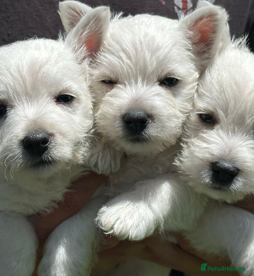 West Highland Terrier dogs Traditional Pedigree West Highland Terrier Puppies - Advert 4