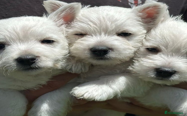 West Highland Terrier dogs Traditional Pedigree West Highland Terrier Puppies - Advert 3