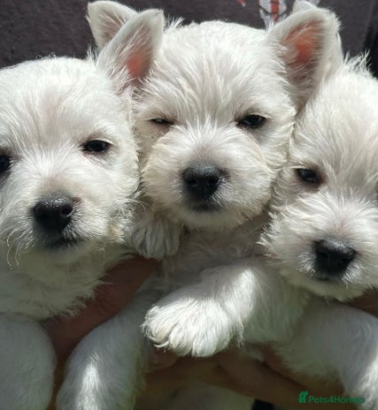 West Highland Terrier dogs Traditional Pedigree West Highland Terrier Puppies - Advert 3