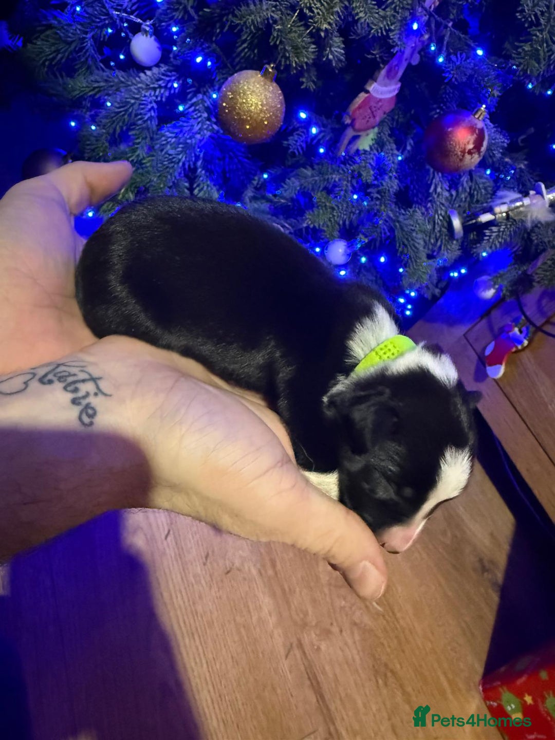 Border Collie dogs for sale: Family Raised Border Collie Pups  - Advert 21
