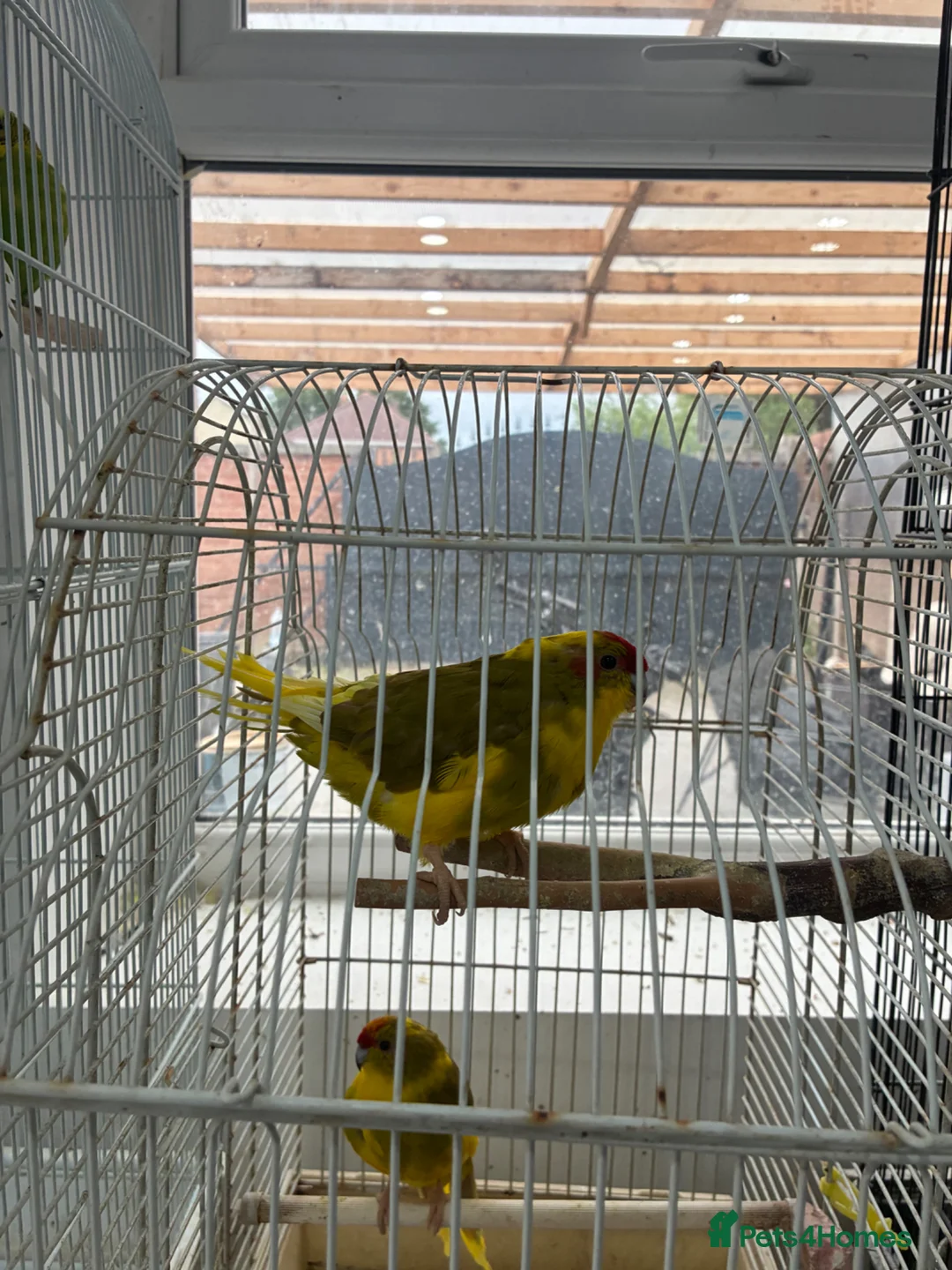 Parrots birds for sale: Kakarikis for sale very playful and tameable in Leicester - Advert 2