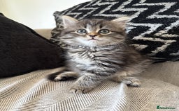 Persian cats for sale: Persian / British shorthair mix 🩷8 weeks old 🩷 - Image 4