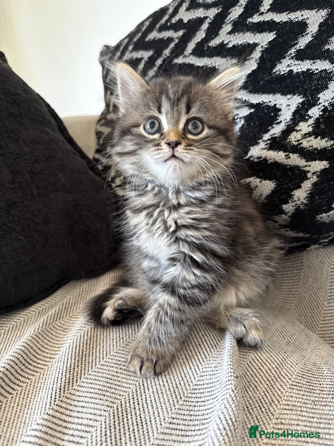 Persian cats for sale: Persian / British shorthair mix 🩷8 weeks old 🩷 - Image 4