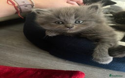 British Longhair cats for sale: British longhair kittens with Persian lineage - Image 13