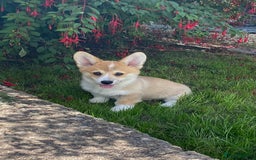 Welsh Corgi Pembroke dogs for sale: Only 1 boy remaining. Ready to go now.  - Image 3