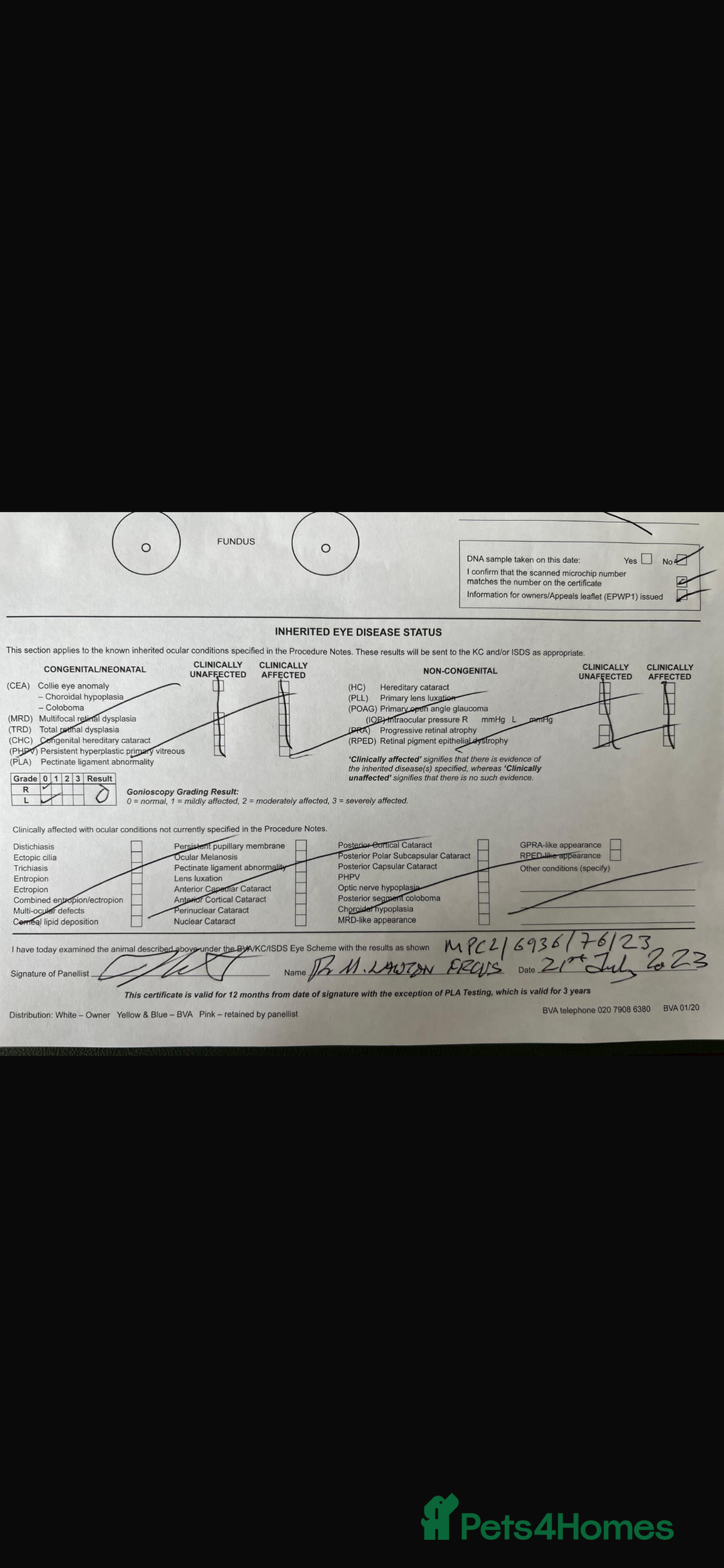 English Springer Spaniel dogs for sale: English springer spaniel puppies  - Image 8