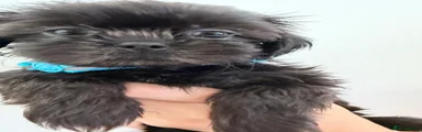 Shih Tzu 1 Blue collar