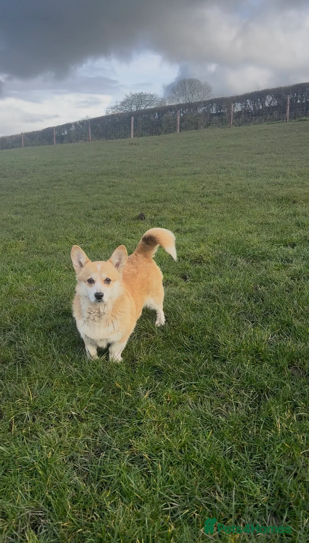 Welsh Corgi Pembroke dogs for sale: Pembrokeshire corgi puppies - Advert 1