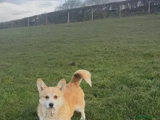 Welsh Corgi Pembroke dogs Pembrokeshire corgi puppies - Advert 11