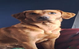 Labrador Retriever dogs for sale: Red fox labrador puppy's  - Image 4