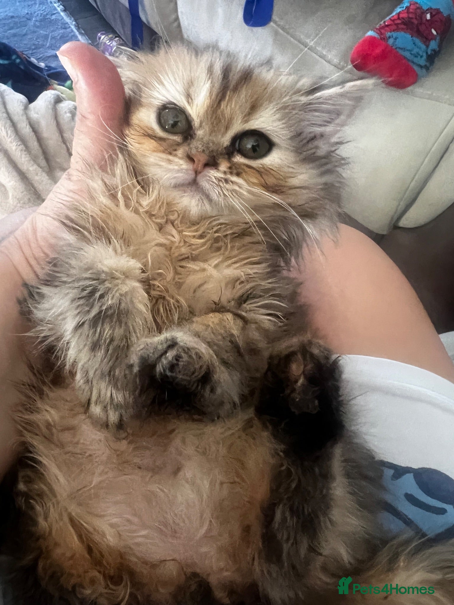 Persian cats FLUFFY PERSIANS 1 girl left 😻 - Advert 2