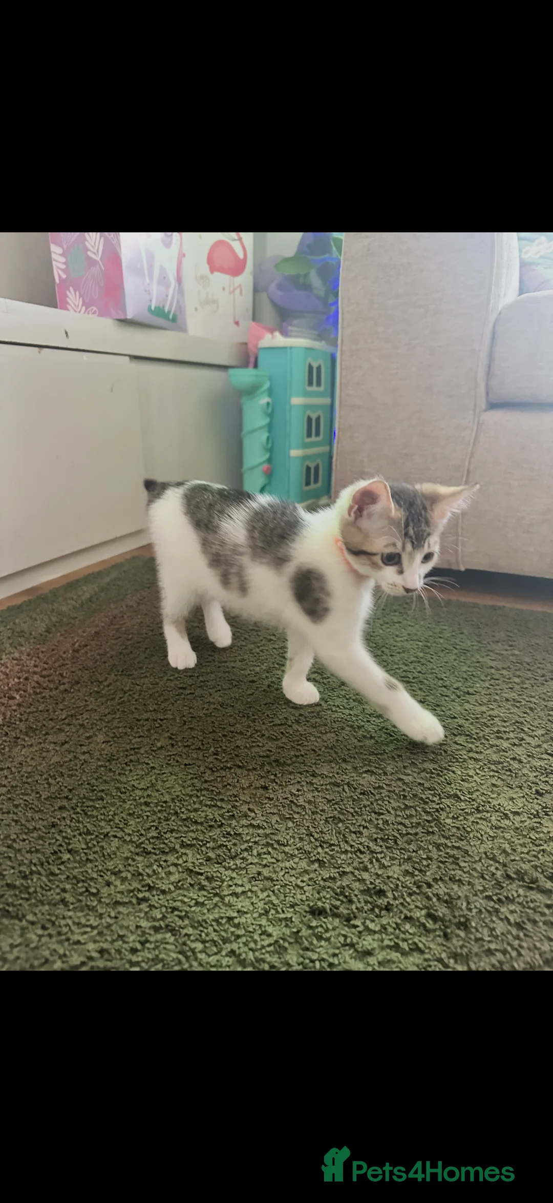 Mixed Breed cats for sale: Kittens  - Advert 2